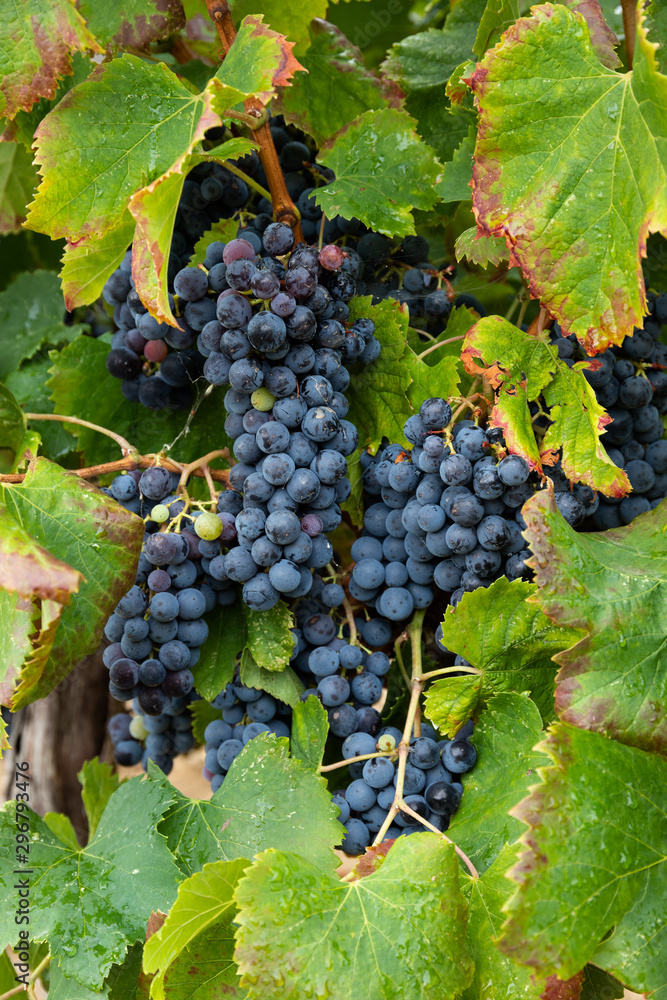 Bunch of dark blue wine grapes, red wine, grapevine harvest season