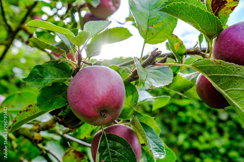 Ripe cider apples seen on a apple tree within a cider orchard in mid summer, with the crop being picked in September.