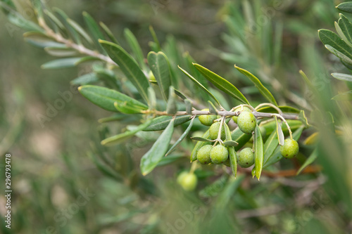 Soft focus of green olives on a tree, olive oil 