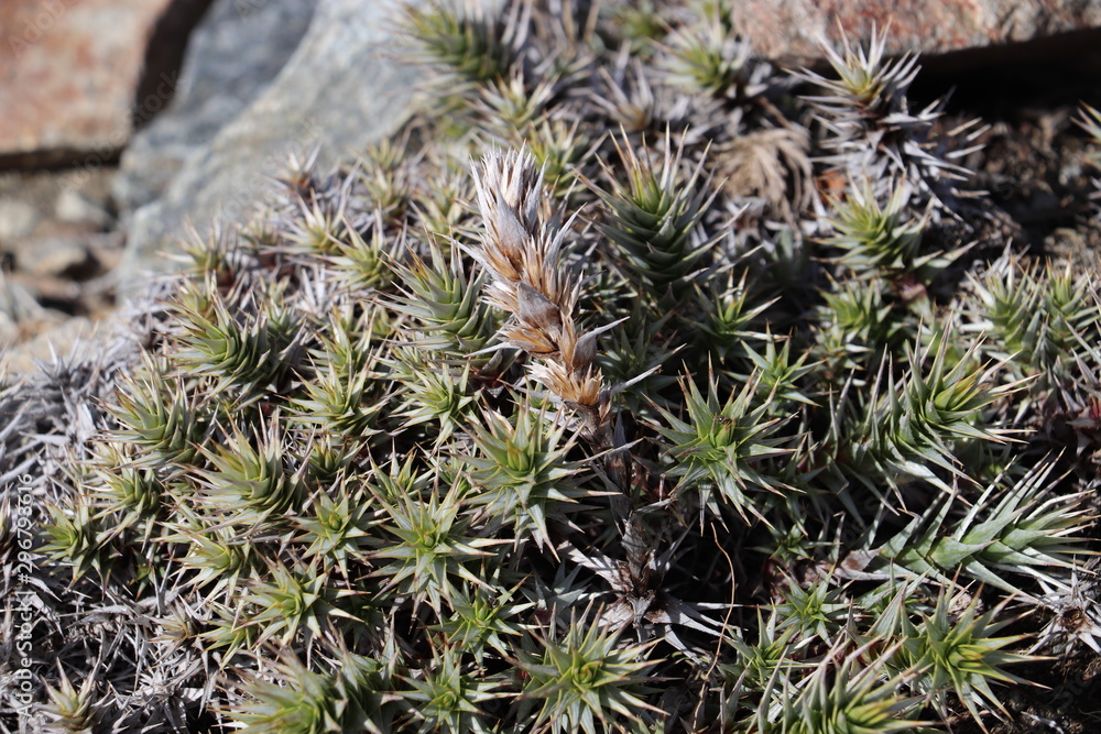 Green spiky plants on top of grey stone Green spiky plants on top of grey stone