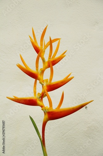 Bird of paradise flower in the nature