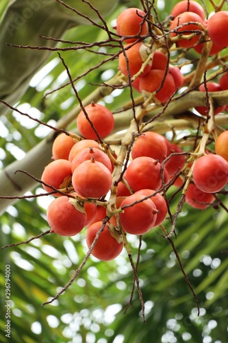 Betel palm on tree with the nature