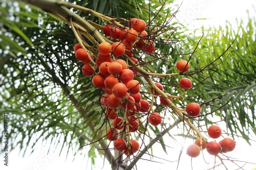 Betel palm on tree with the nature