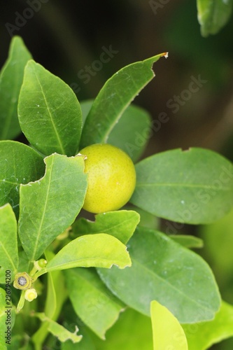 Lemon fruit on the tree with nature