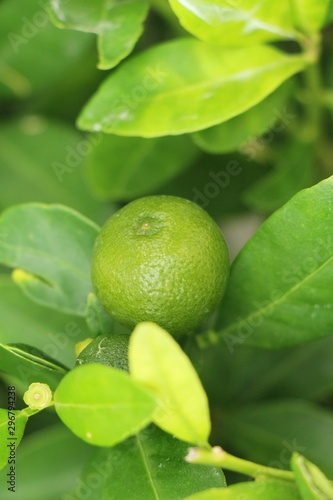 Lemon fruit on the tree with nature