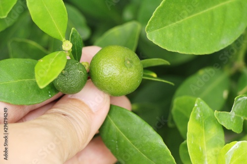 Lemon fruit on the tree with nature