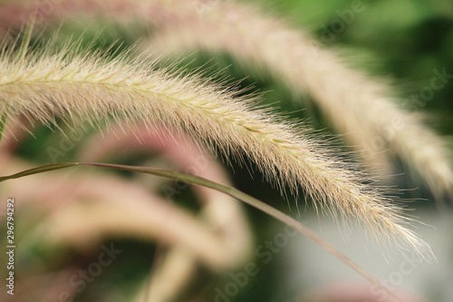 Grass flowers at beautiful in the nature