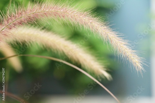 Grass flowers at beautiful in the nature
