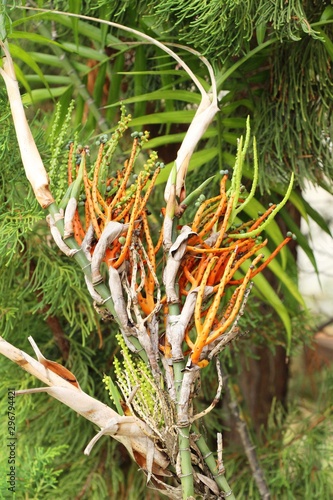 Betel palm on tree with the nature