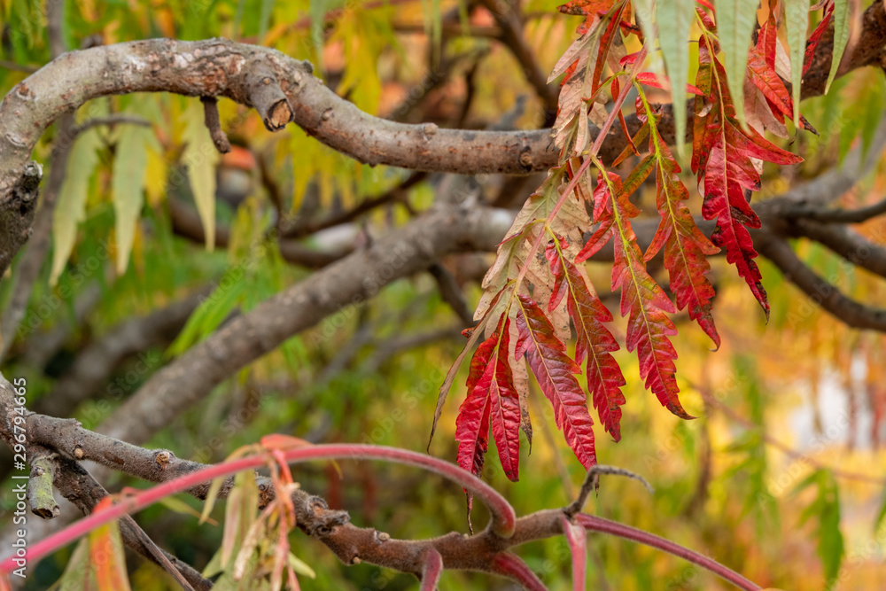 Leaves of the sumac tree photographed in autumn. The leaves of the