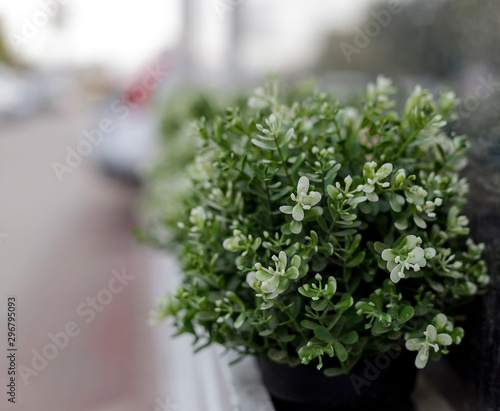 Selective focus photo of decorative plant in flowerpot. Tiny succulents on blurred background. Banner template with copy space for text.
