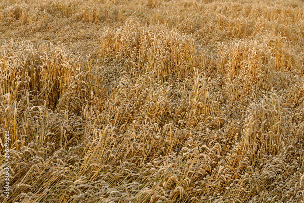 Fototapeta premium Weizenfeld nach dem Sturm