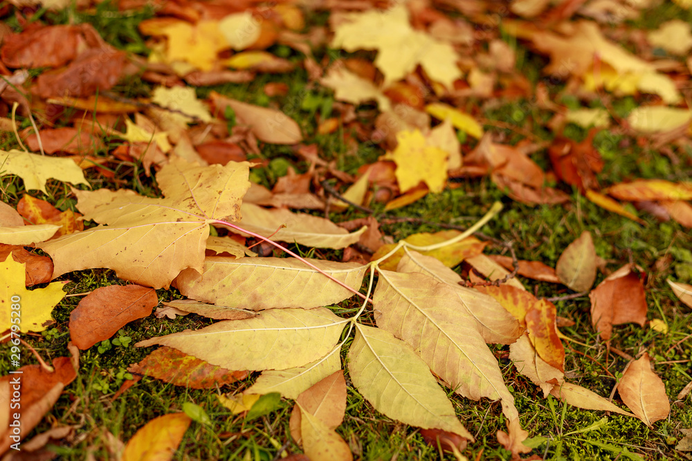 Fallen leaves covered the ground in autumnal forest. Close-up of colorful maple leaves on a sunny day. Autumn mood scene. Tilt-shift effect. Soft focus photography. Textured fall background. Fallen leaves covered the ground in autumnal forest. Close-up of colorful maple leaves on a sunny day. Autumn mood scene. Tilt-shift effect. Soft focus photography. Textured fall background.