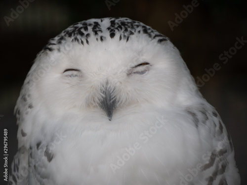 Snow owl in the Zagreb city zoo