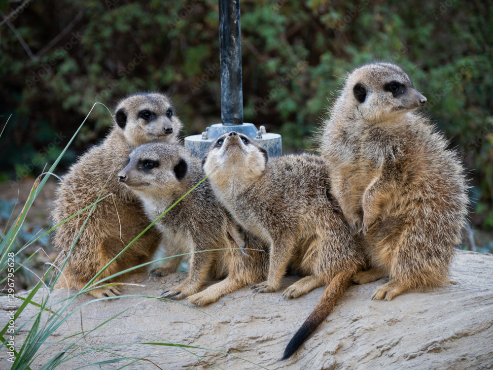 Fototapeta premium Mercats resting in the Zagreb city zoo