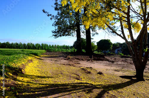 Tapete de Flores photo