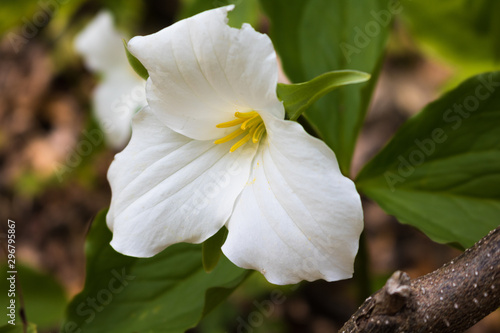 white flower trillium in the garden photo