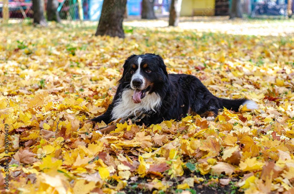 bernese mountain dog with autumn yellow and red leaves. dog head smile