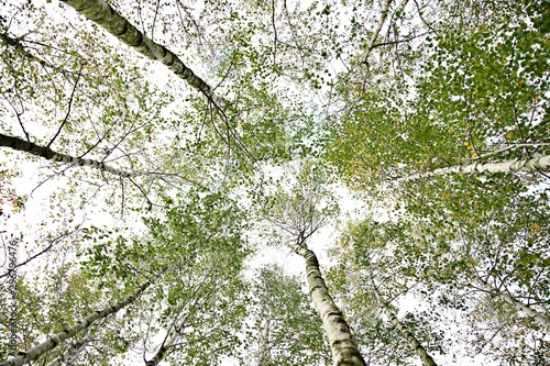 Fototapeta Naklejka Na Ścianę i Meble -  las