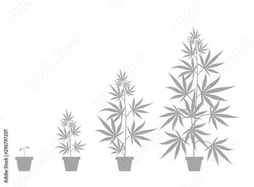 The Growth Cycle of Cannabis sativa potted plant. Marijuana phases set. Hemp life stages. Weed growing in a pot. Silhouette illustration.