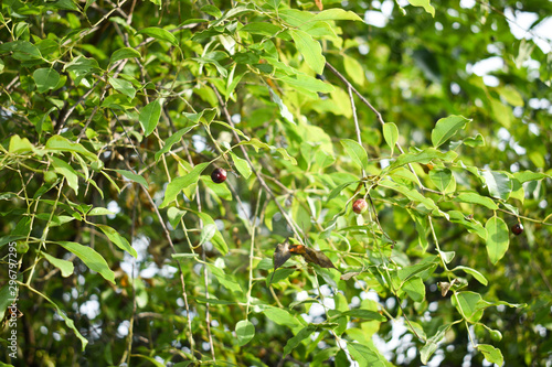 Dried ripe santalum album sandalwood fruit and leaves
