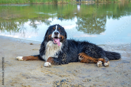 wet dog after swimming on a beach next to water. adult bernese mountain dog