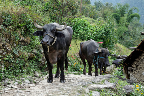 Buffles traversant un village au Népal photo