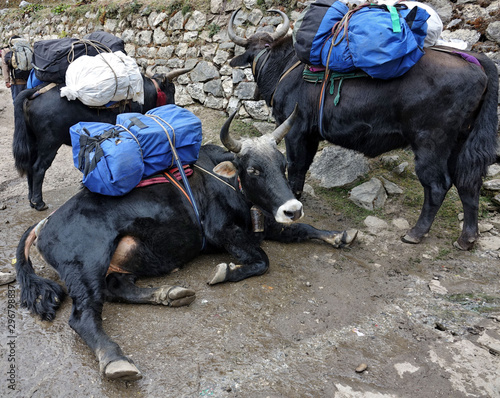 Portage des marchandises par les animaux au Népal photo