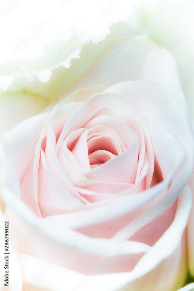 로즈,flower,rose,장미,꽃,플라워,flower,macro,접사,클로즈업,네이쳐,nature,로맨스,꽃잎,발렌타인,축복,졸업식,입학식,축하메세지,축하,화한,봄기운 로즈,flower,rose,장미,꽃,플라워,flower,macro,접사,클로즈업,네이쳐,nature,로맨스,꽃잎,발렌타인,축복,졸업식,입학식,축하메세지,축하,화한,봄기운
