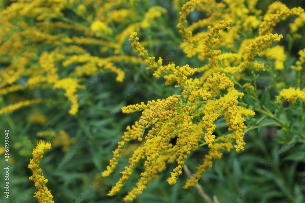 Small yellow flowers autumn colours close up grass macro blooming bright colors background Small yellow flowers autumn colours close up grass macro blooming bright colors background