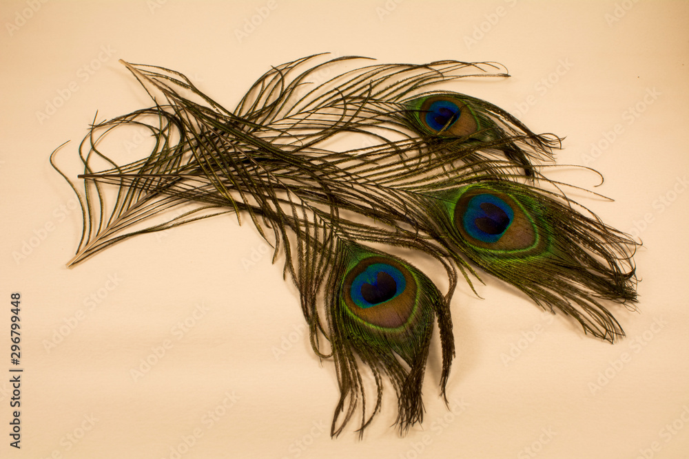 Obraz premium Beautiful peacock feathers lie on the table