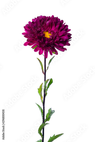purple chinese aster isolated on white background