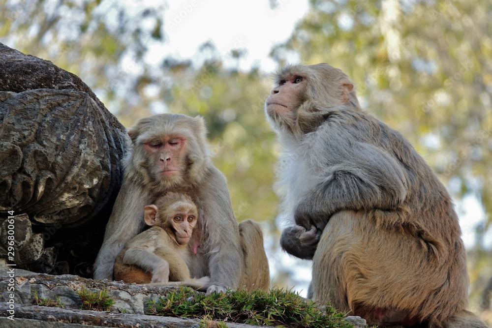 Naklejka premium Macaque rencontré au Temple de Pashupatinath à Katmandou au Népal