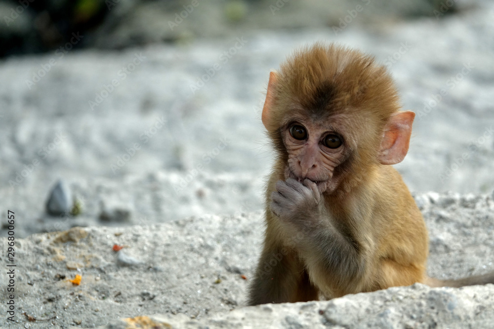 Macaque rencontré au Temple de Pashupatinath à Katmandou au Népal