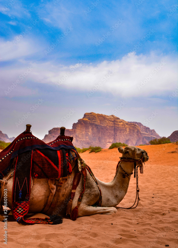 Fototapeta premium Camel in Wadi rum desert in Jordan