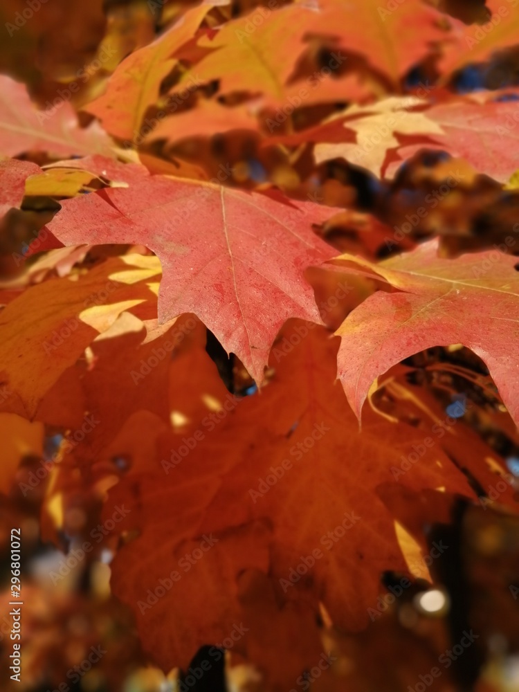 Beautiful autumn yellow leaves on the trees. The magic of autumn colors. Beautiful autumn yellow leaves on the trees. The magic of autumn colors.