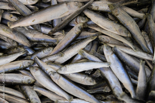 Fresh small fish background. Anchovy, sprat or capelin fish flatlay.