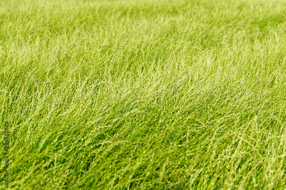 Obraz premium ausdauerndes Weidelgras