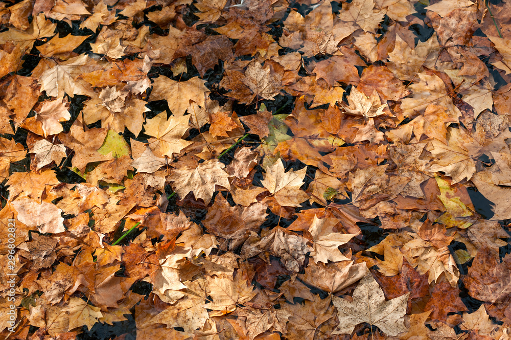 Texture with autumn maple leaves floating over Lake Banyoles in Girona (Spain). Texture with autumn maple leaves floating over Lake Banyoles in Girona (Spain).
