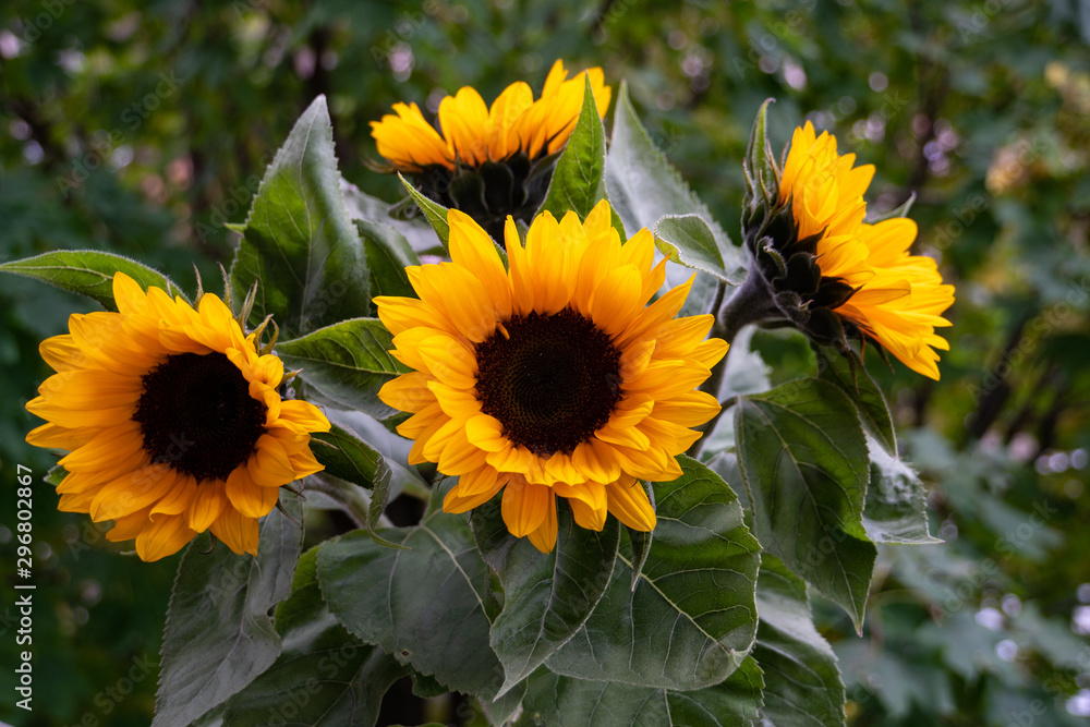 Obraz premium Sunflowers in the green