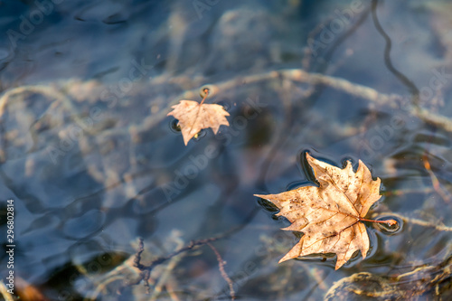 Texture with some maple leaves floating over Lake Banyoles in Girona (Spain).