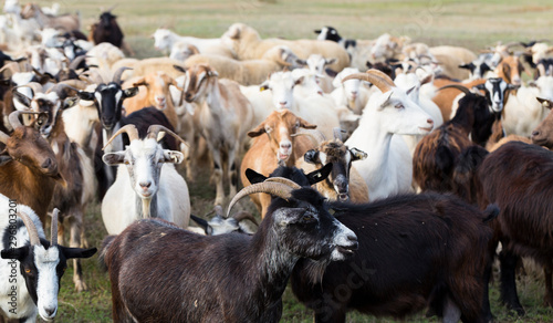 Foto A herd of goats and sheep