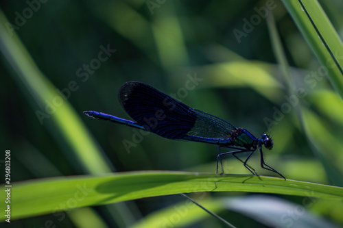  dragonfly in the grass by the lake, green photograph