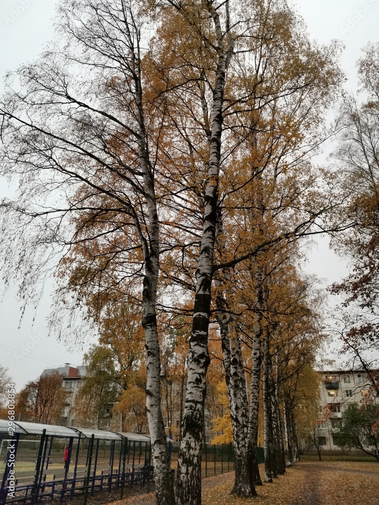 Fototapeta premium autumn park