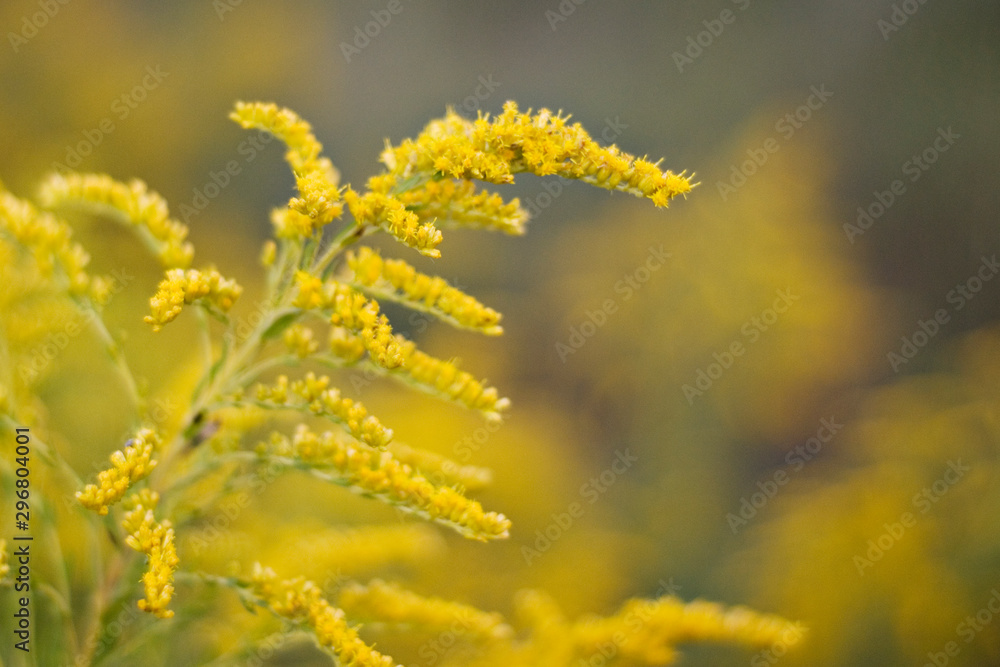 yellow flowers in early spring yellow flowers in early spring