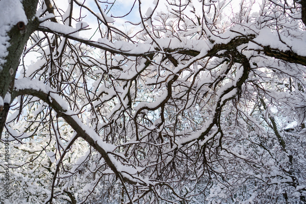 Tree branches covered with white snow against a sunny blue sky with few clouds. Winter nature close-up Tree branches covered with white snow against a sunny blue sky with few clouds. Winter nature close-up