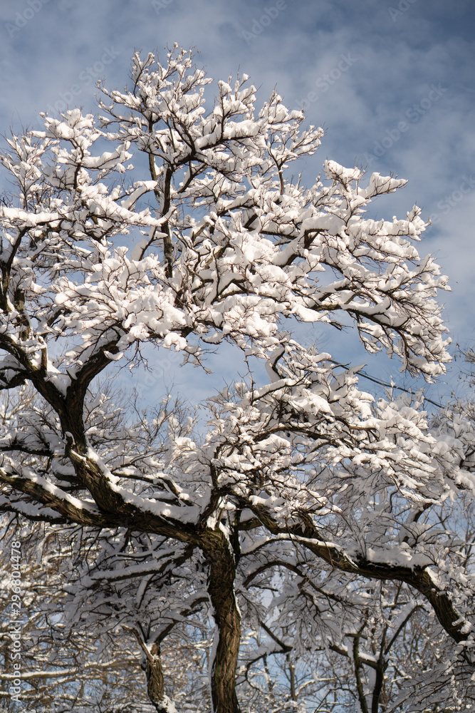 Trees covered with white snow against a sunny blue sky with few clouds. Winter nature close-up Trees covered with white snow against a sunny blue sky with few clouds. Winter nature close-up