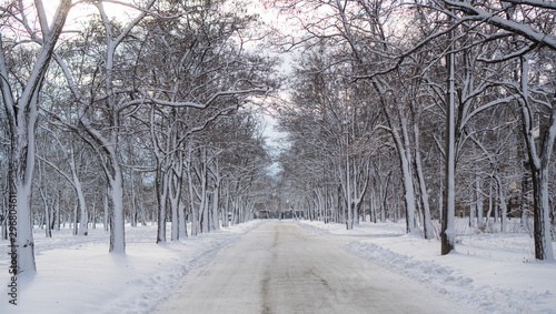 Winter landscape with empty winter road in deep snow surrounded by snow-covered trees © Artem