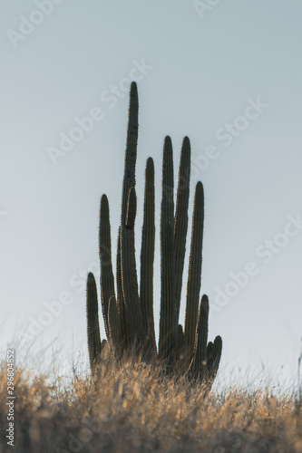 Desertic cactus at a sunny day