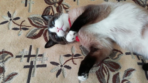 Foto Lazy cat. Photo for wallpapper